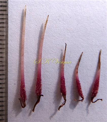  Filaments